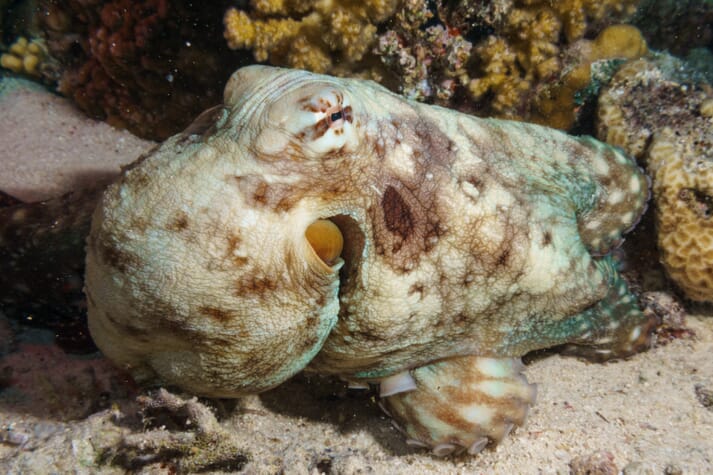 The common Sydney octopus