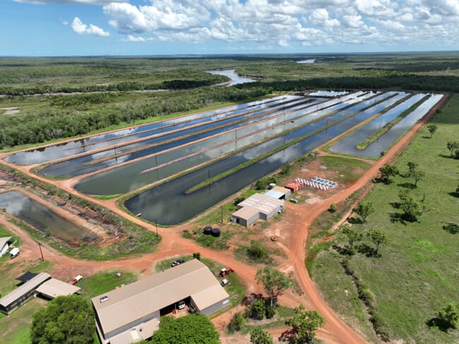 Aerial view of shrimp farm