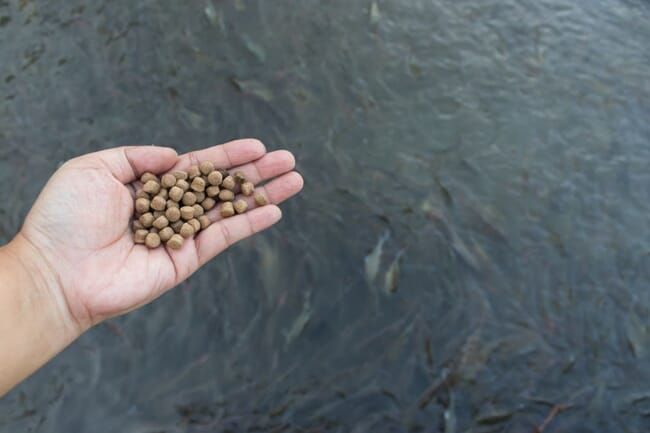 a hand holding fish feed pellets