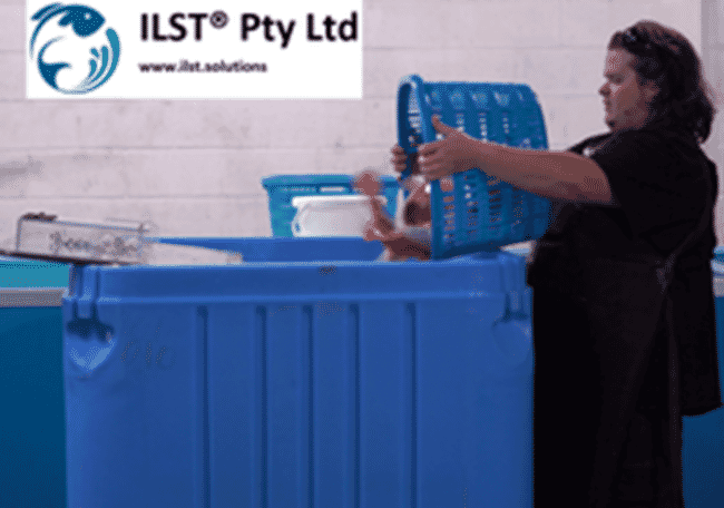 person loading fish into a transport bin