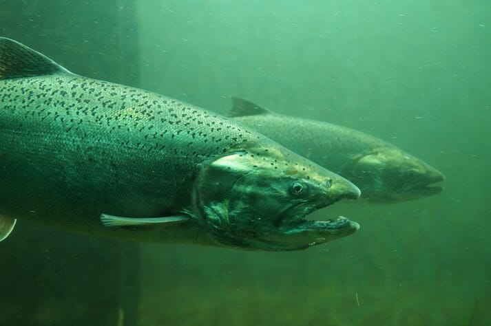 King salmon are the largest species of Pacific salmon, but make up only 0.04 percent of the world's farmed salmon