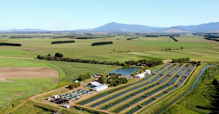 Petuna has been producing trout and salmon in Tasmania since 1991