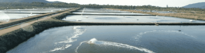 Prawn grow-out ponds at Seafarms’ current operations in Queensland