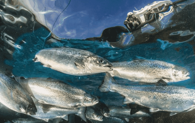 farmed salmon under water