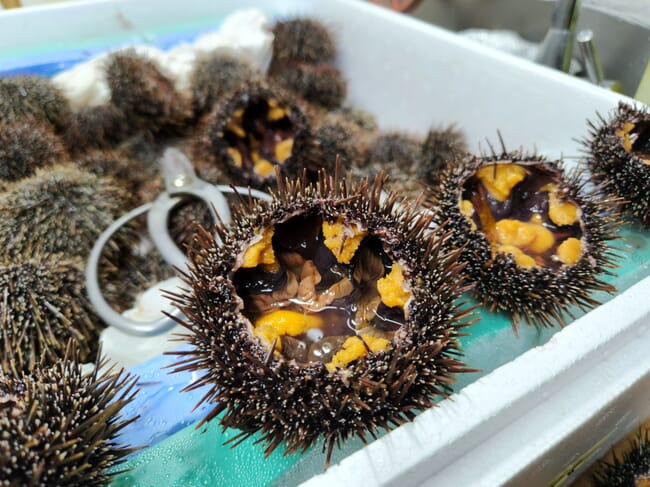 sea urchins on the deck of a boat.