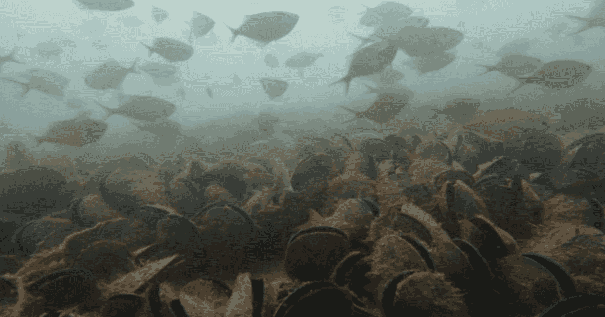 Mussel restoration project is deemed a spectacular success Mussel restoration project is deemed a spectacular success