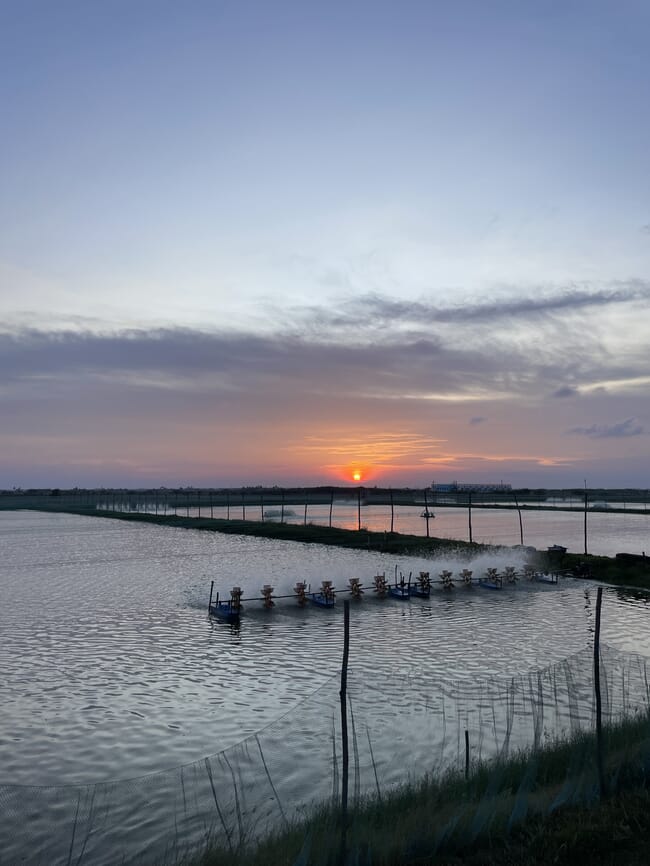 Certitude Farms shrimp ponds.