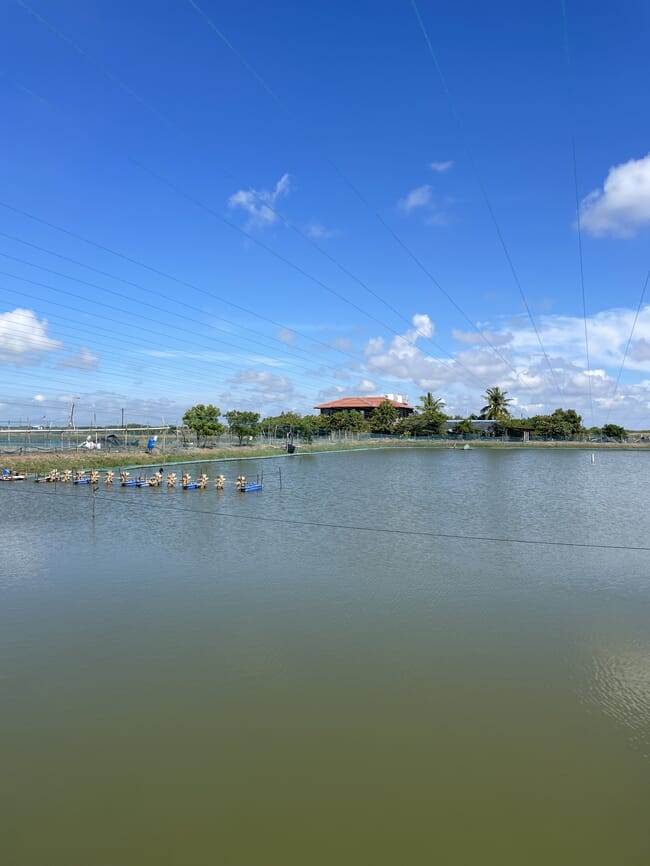 Shrimp ponds at Certitude Farms.