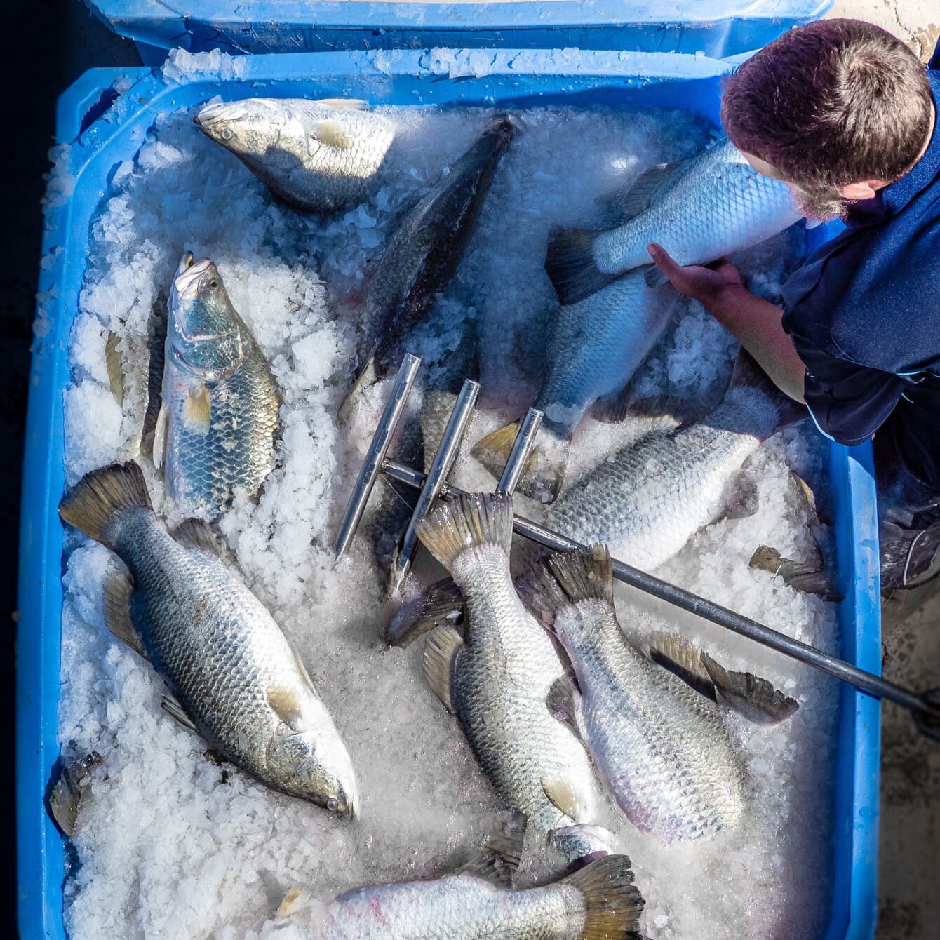 Barramundi on ice.