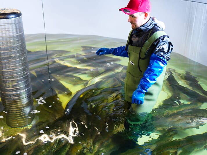 Benchmark has been producing salmon in land-based systems since the early 1990s