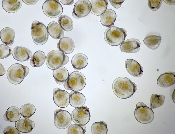 Oyster larvae are fed diatoms for the first four weeks