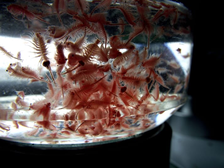 Artemia naulplii swimming in a tank