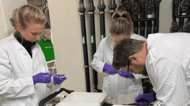 researchers examining fish in a lab