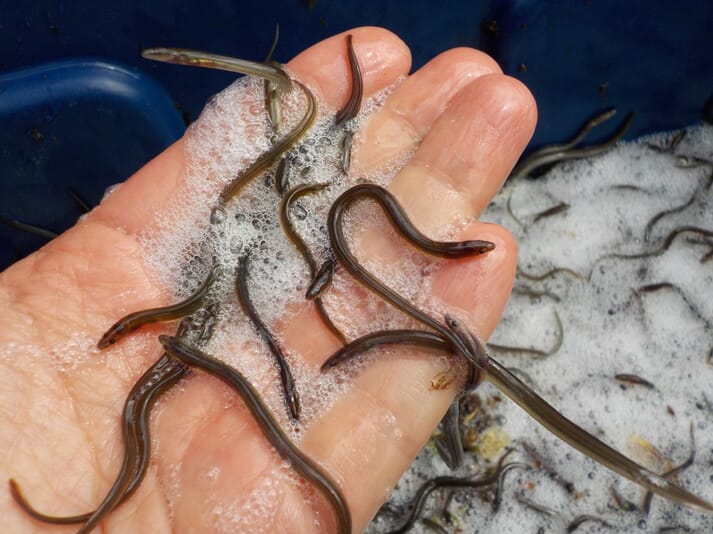 Person holding small elvers above a bucket