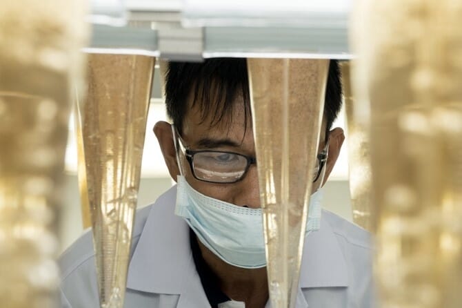 Masked researcher looking at Artemia cysts in conical containers