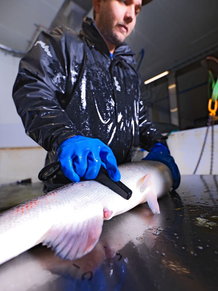Using ultrasound to check the maturity of salmon broodstock
