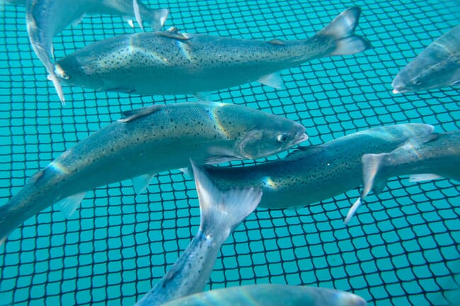 salmon swimming under water