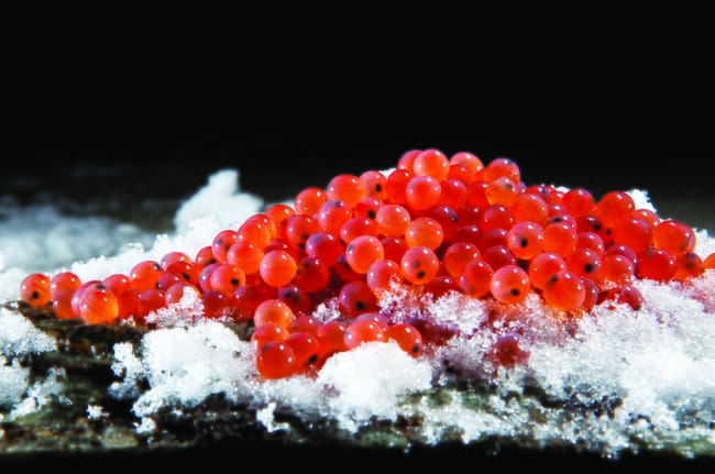salmon eggs