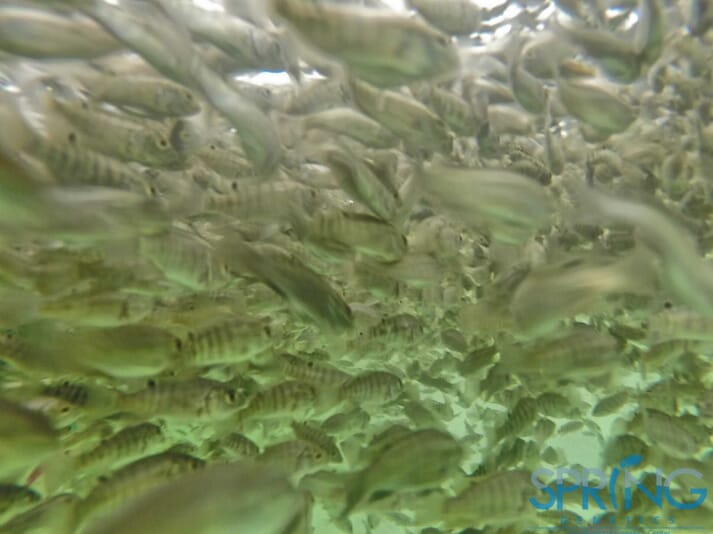 An underwater image of a shoal of Nile tilapia