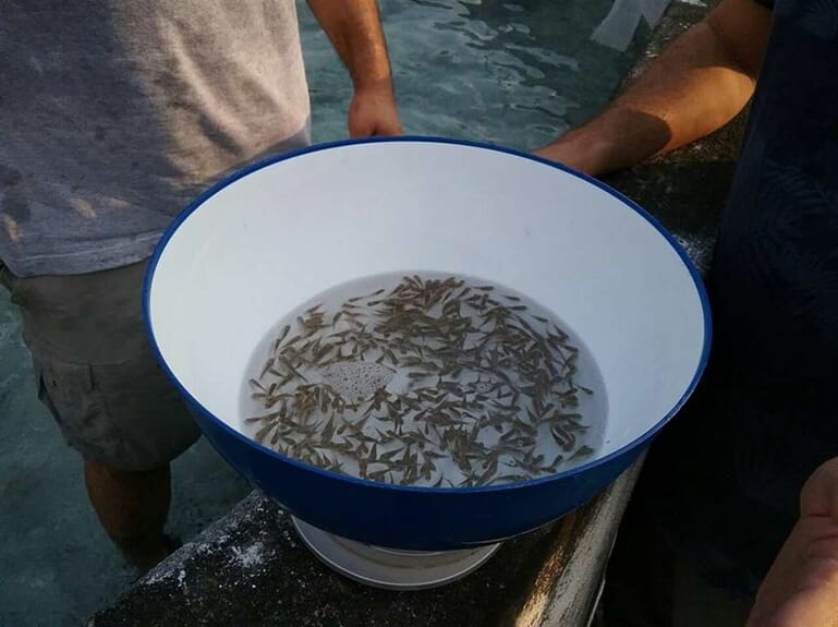 Why pond producers struggle to meet tilapia production goals in Ghana