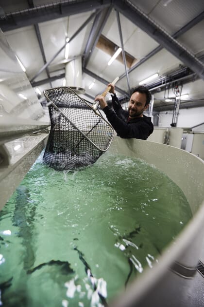 person netting fish in a white tank