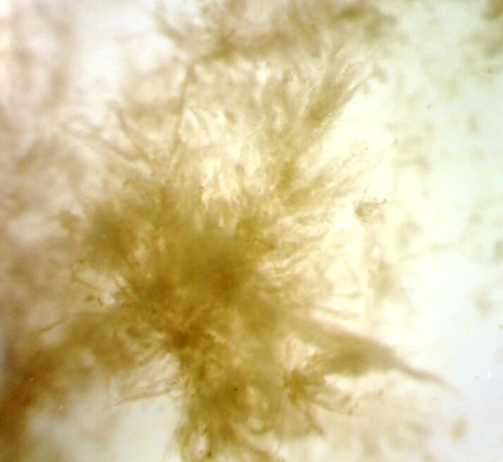 close-up view of a microbial biofloc