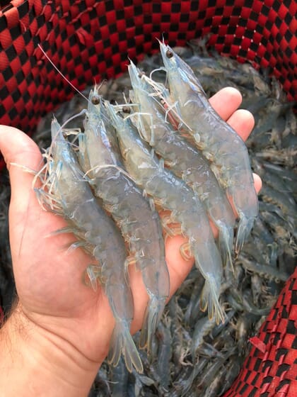 shrimp grown in a biofloc system