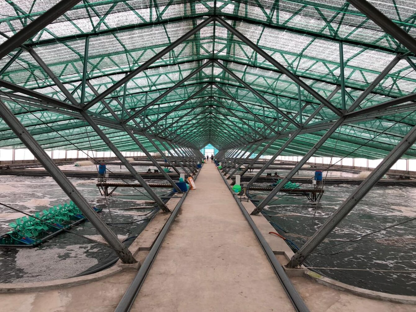 biofloc shrimp farm