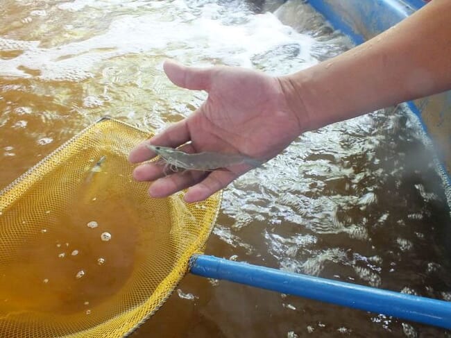 shrimp raised in a biofloc system