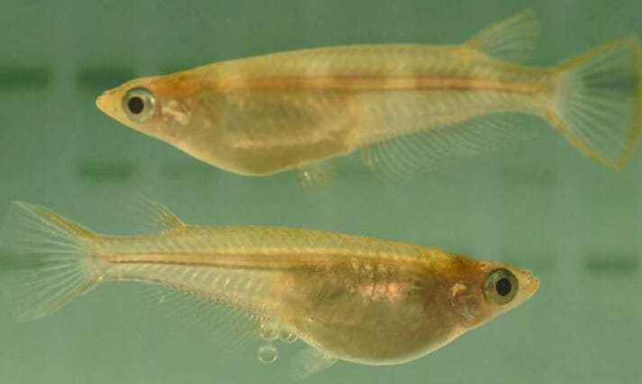 The discovery, using medaka, could have significant long term benefits to the culture of a wide range of teleost fish species