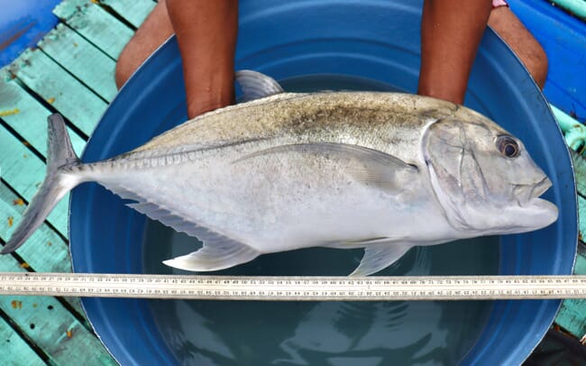 Giant trevally.