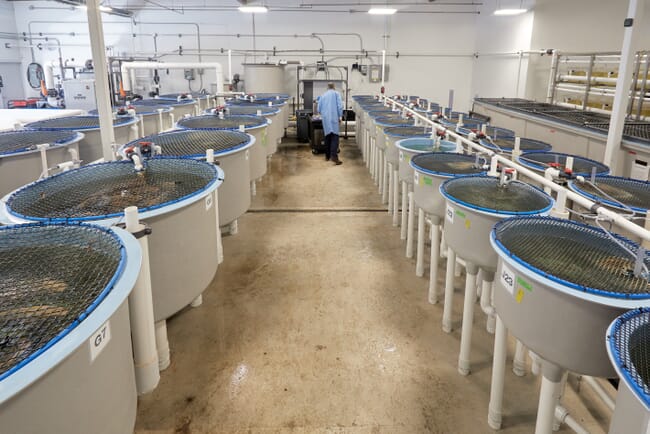 An aquaculture facility