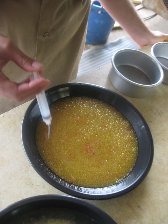 Fertilização de ovos de peixes híbridos.