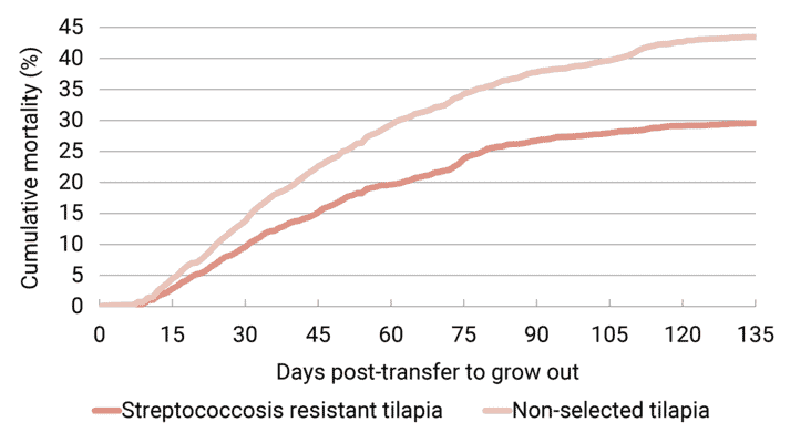 Figure 1. Daily, cumulative mortality in a field trial with tilapia selected for streptococcosis resistance and non-selected tilapia, 135 days post-transfer to grow out. Both groups consisting of around 2000 fish each, were mixed, individually tagged, and raised together in cages at a commercial farm in Malaysia.
