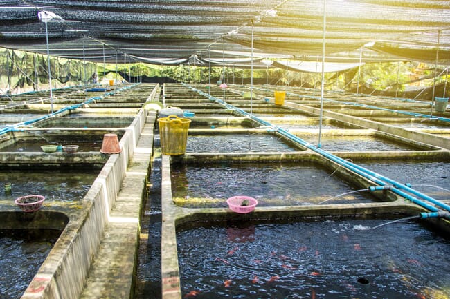 outdoor hatchery tanks