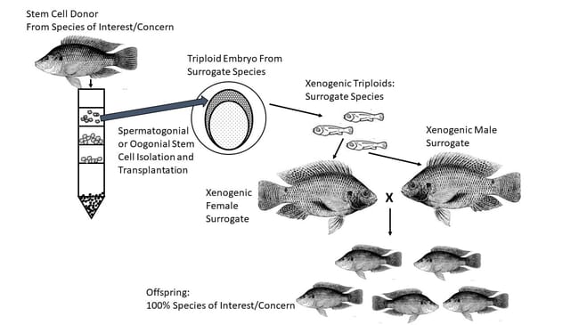 A scientific diagram depicting xenogens.