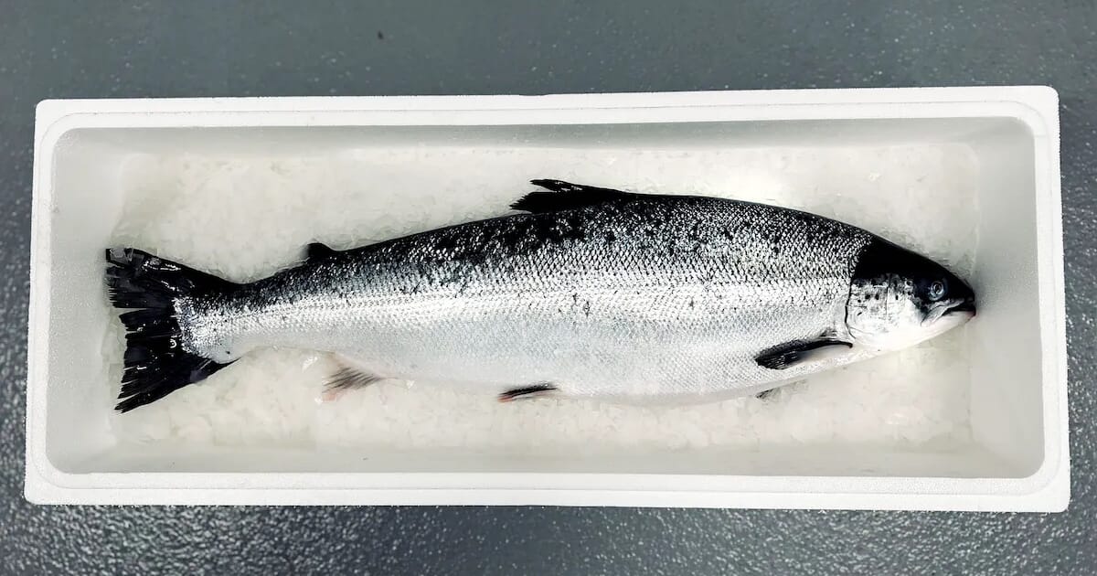 Grieg Seafood harvests first generation of salmon in Newfoundland | The ...