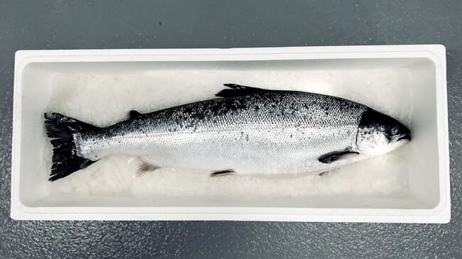 Salmon on ice in a packaging box.