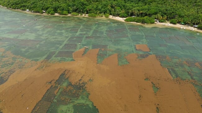 An aerial view of seaweed farming plots.