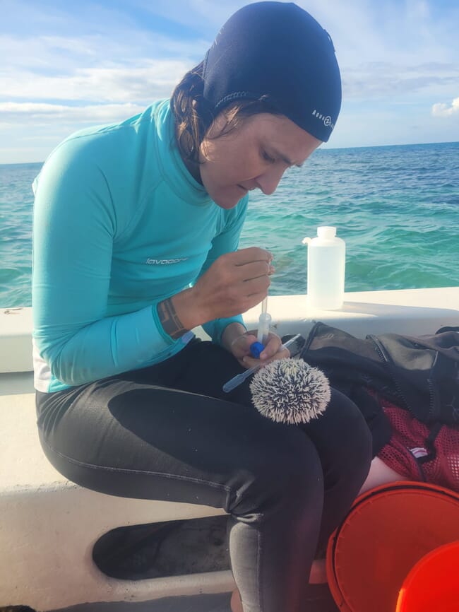 Mulher em um barco usando roupa de mergulho segurando um ouriço-do-mar