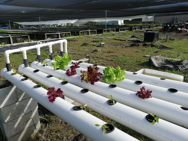 Close up of hydroponics unit