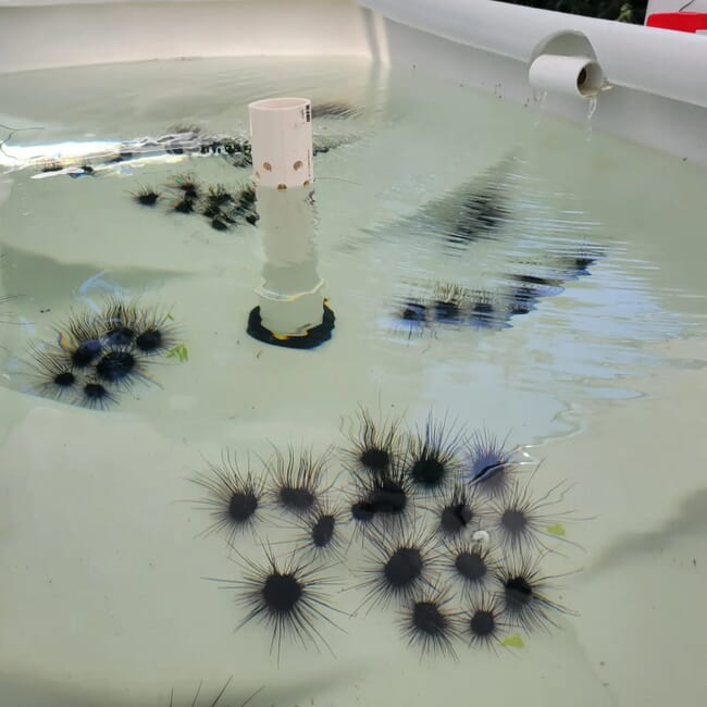Sea urchins in a tank