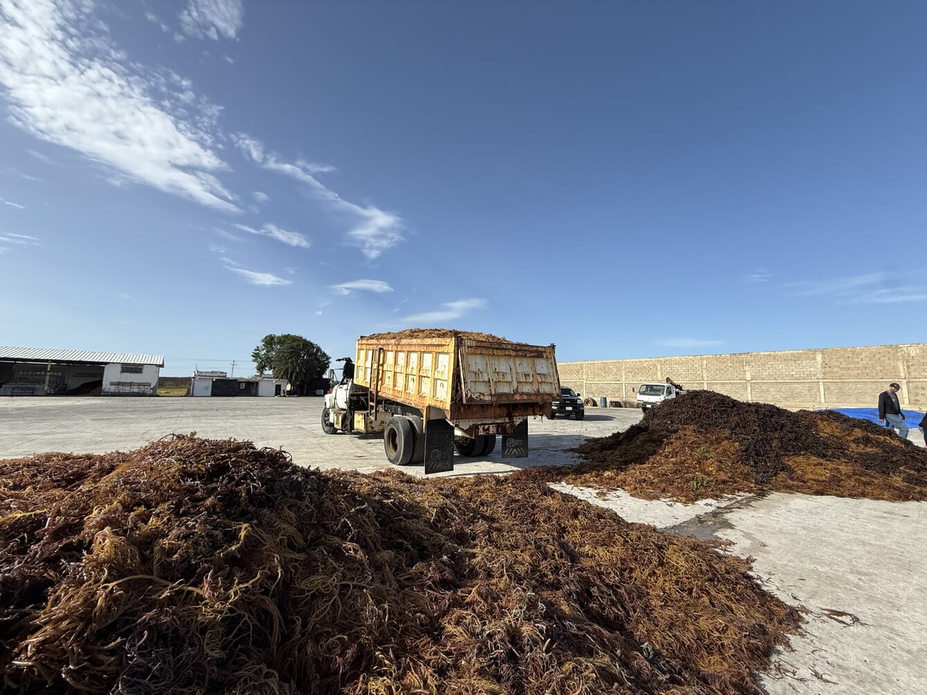 A truck dropping seaweed from a farm into a pile.