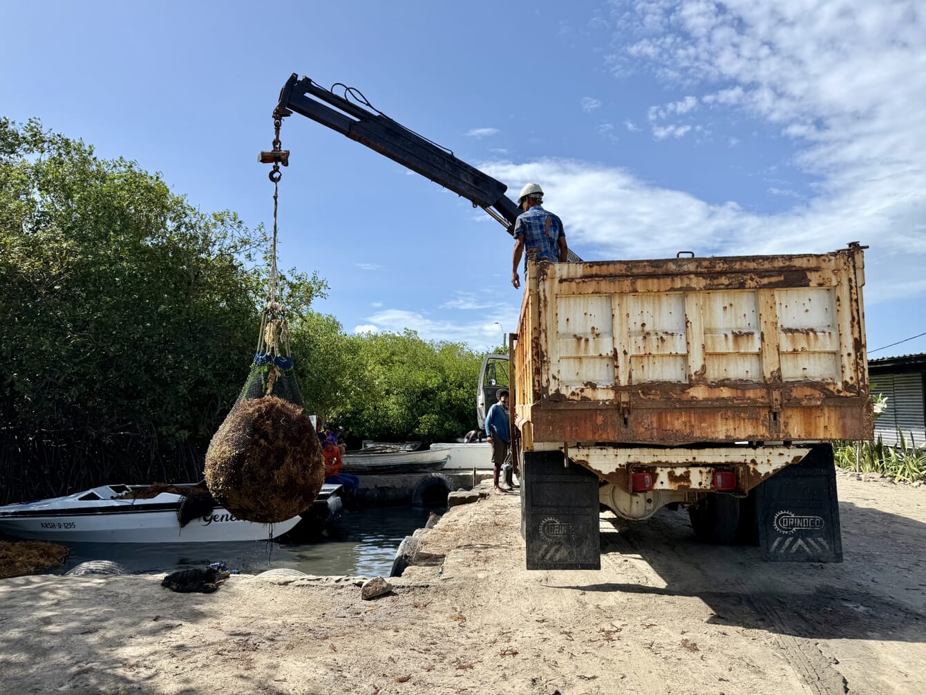 A truck transporting tropical seaweed form an aquaculture farm.