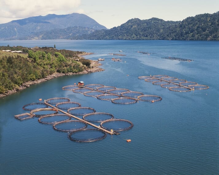 salmon cages in Chile