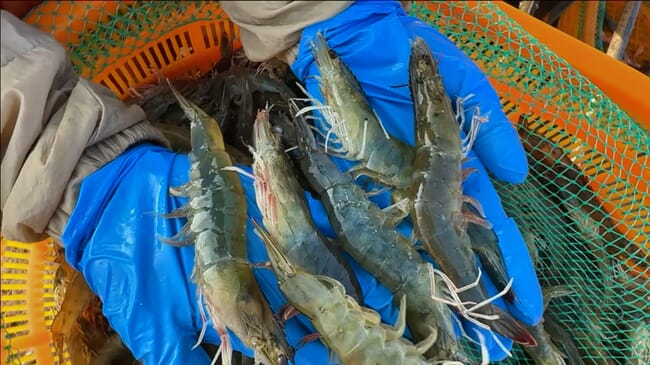 A person holding a handful of shrimp.