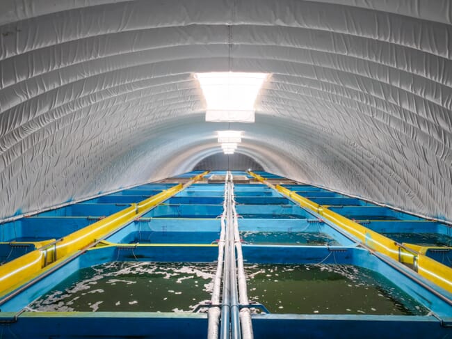 Shrimp tanks uder a cover.