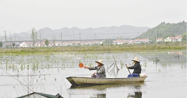 Two people in a boat throwing aquafeed into the water.