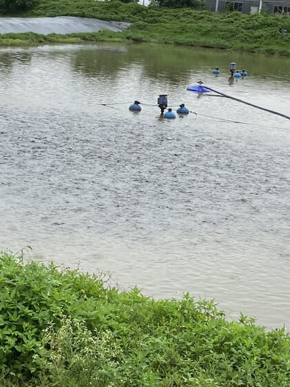 stocked tilapia pond