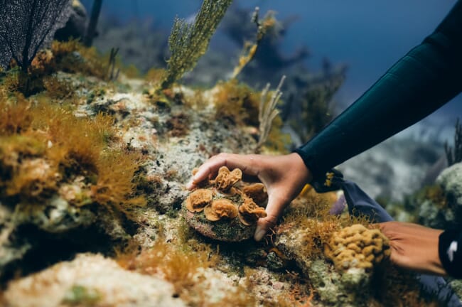 A technician transplanting a coral onto a reef.